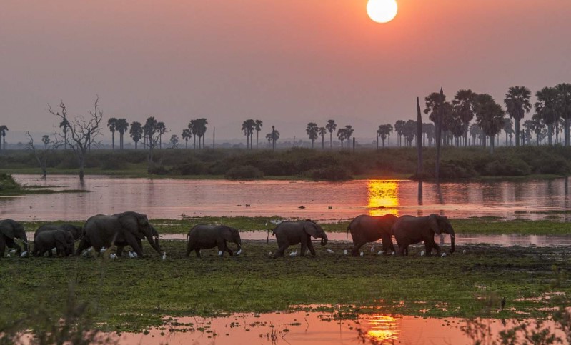 La Réserve de Selous se situe au Sud-Ouest de la Tanzanie, non loin des côtes de l’Océan Indien et voisine du Parc National de Mikumi.
